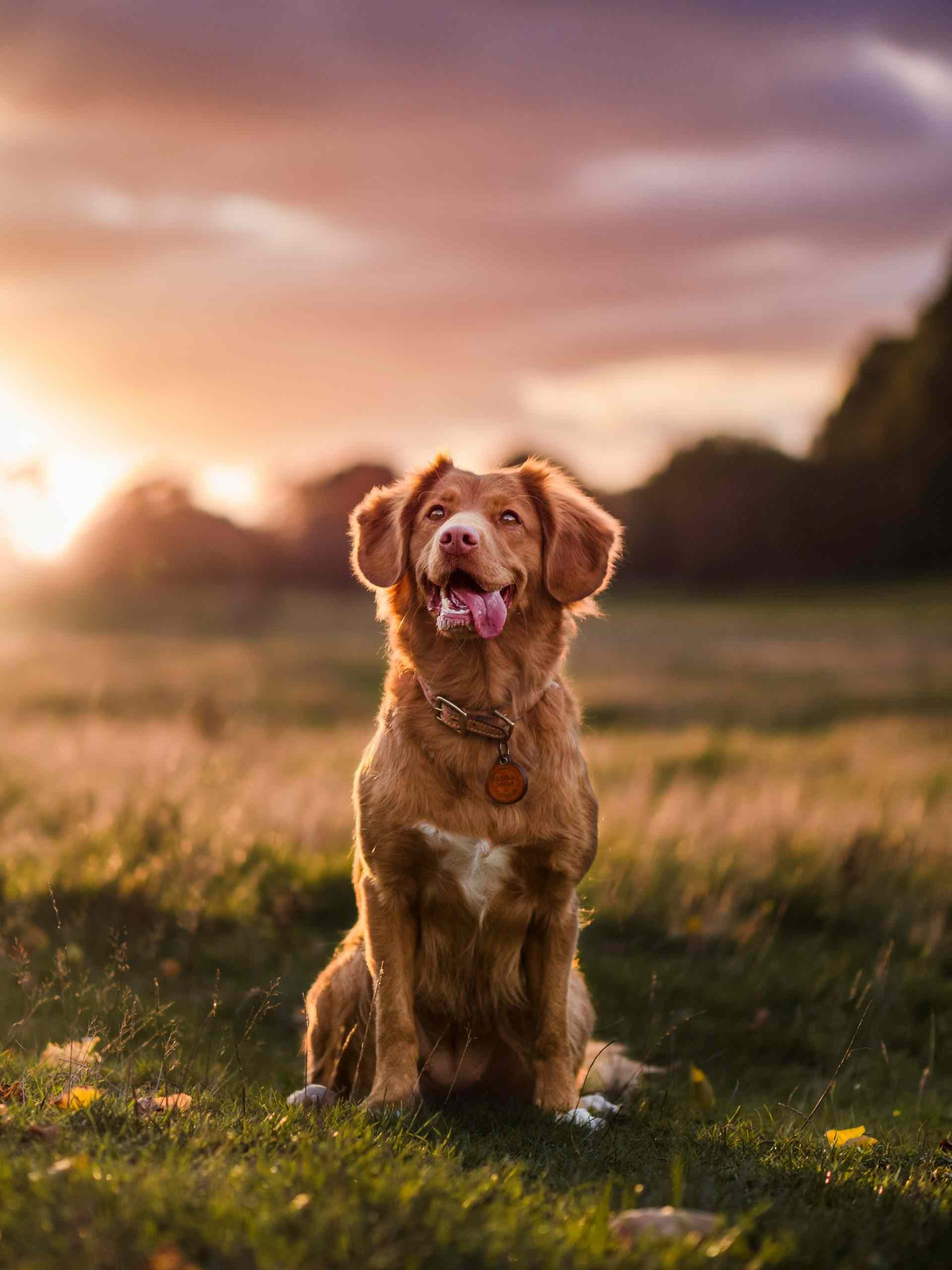 Brown and white short coated dog sitting on green grass during daytime